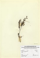 藏品(小葉合歡)的圖片